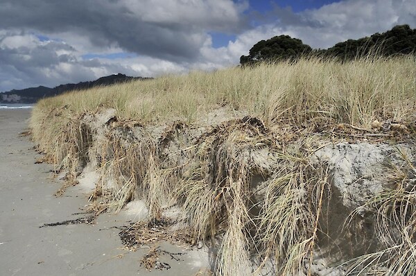 Spinifex growing down a storm erosion scarp. Photo: J. Barran