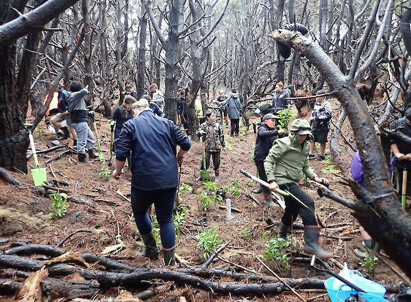 Kaitaia Intermediate School children planting a southern (T4) sheltered pine canopy trial plot, Te Hiku