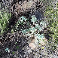 Euphorbia glauca